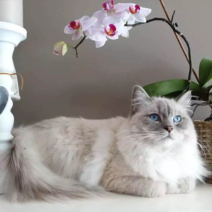  Persian-cat
